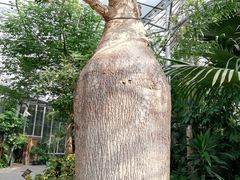 -北京植物园-展览温室