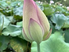 -靖西鹅泉风景区