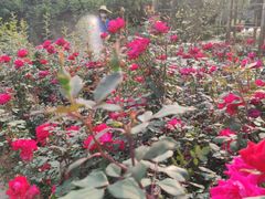 -人民公园(罗湖区)