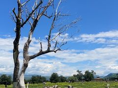 -新疆那拉提国家旅游度假区