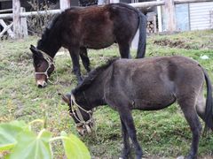 -硗碛藏寨·神木垒景区