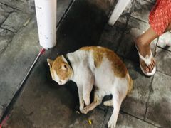 -芒果糯米饭摊子