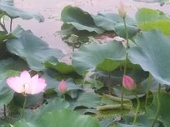 -尚贤河湿地