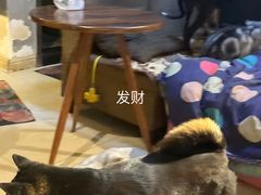 -萌喵宠狗爱心宠咖