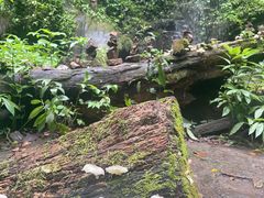 -莫里热带雨林景区