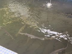 -鸿渡渔庄·特色鸭咀鱼