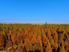 -黄海国家森林公园