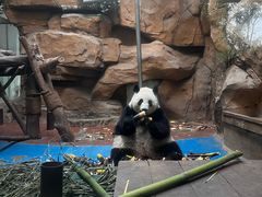 -成都动物园