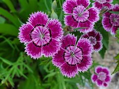 -武清南湖绿博园