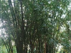 -垂虹公园
