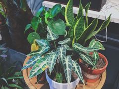 -植物学家的女儿(北马道巷店)