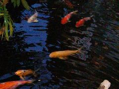 -聚福宝合苑食府(南头镇店)