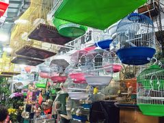 -溪岸路花鸟市场