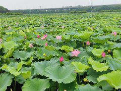 -荷塘月色湿地公园·向阳花洲