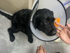 -贝康宠物医院·犬猫全科·小动物特色诊疗中心(东环路店)