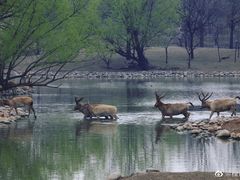 -北京麋鹿生态实验中心