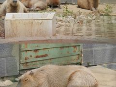 -合肥野生动物园