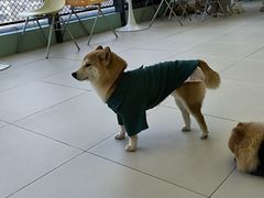 -怪兽屋·羊驼·猫咖·狗咖(俊华广场店)