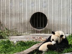 -卧龙中华大熊猫苑神树坪基地