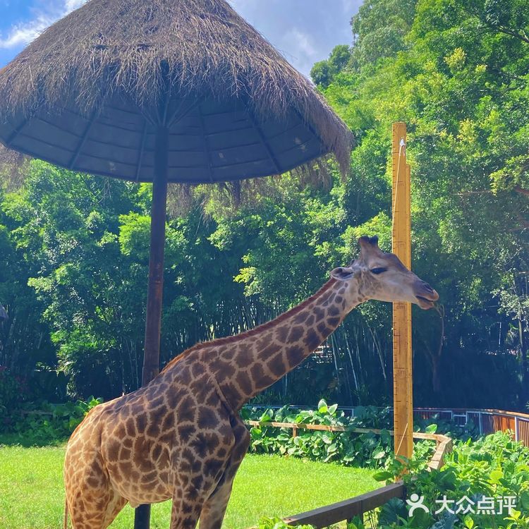 🦒长隆野生动物园游玩攻略｜拒绝踩坑❌注意事项大总结