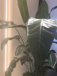-悦色嘉丽科技美肤健康管理
