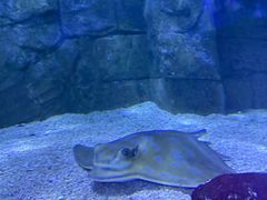 -悉尼海洋生物水族馆