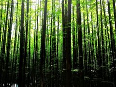 -山王坪喀斯特国家生态公园