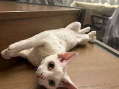 -佳雯宠物医院·皮肤科·内外科(春晓路分院)