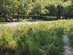 -上海共青森林公园