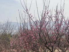 -香雪海