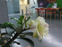 android_upload_pic-天行健身＆天行拳馆跆拳道·格斗TXGYM