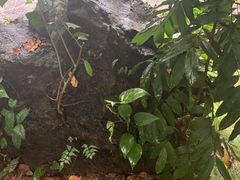 -海口火山口国家地质公园