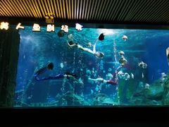 -锦艺城海洋馆