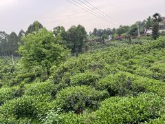 -樱桃山旅游景区