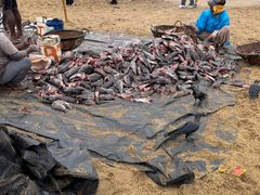 -尼甘布海鲜市场