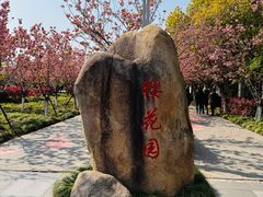 -高东镇樱花园