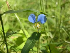 精致的兰花-北纬44度·金珠花海休闲农业旅游景区