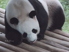 -栾川竹海野生动物园