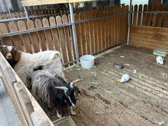 -廊坊固安福朋喜来登酒店