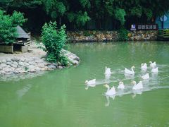 -田园东方蜜桃村的田野营地