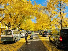 -三里屯东五街银杏大道