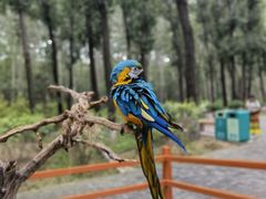 -北京野生动物园