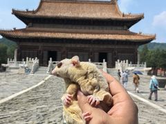 -清东陵
