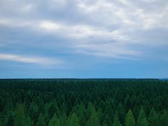 -黄海国家森林公园