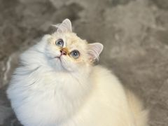 -天宠宠物医院24小时·急重症诊疗中心·全科·腔镜特色(和平分院)