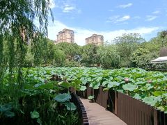 -陈家山荷花公园