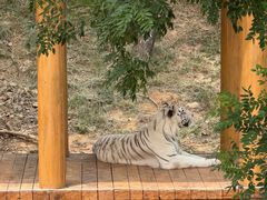 -石家庄市动物园