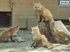 -宫城藏王狐狸村