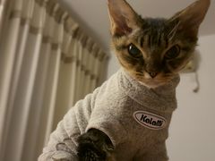 -帕帕拉兹宠物(亚洲旗舰店)