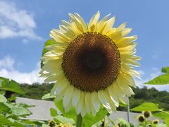 -野狸岛